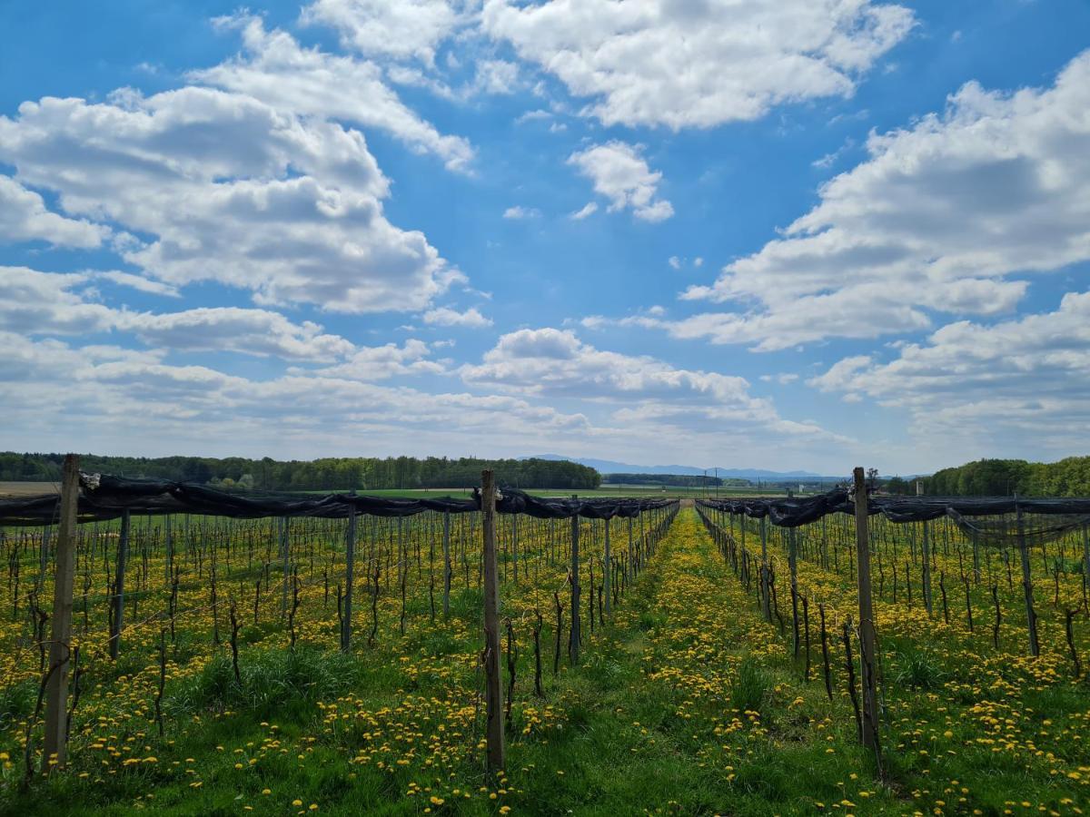 Wine Paradise Glavinic Miklavz pri Ormozu Extérieur photo